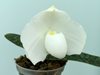 Paphiopedilum godefryae var.alba 
